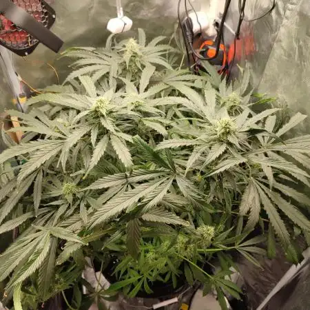 DIY DWC system run #1