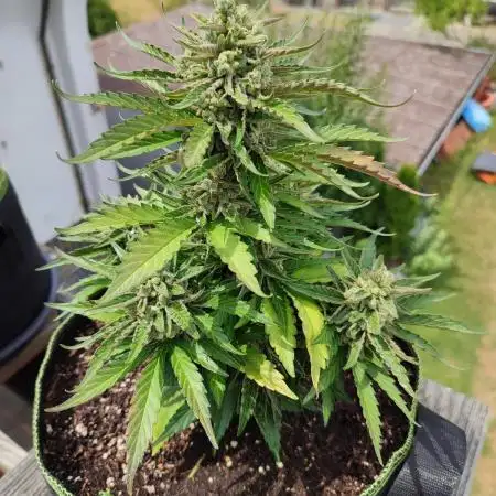 Orion F1 Outdoors