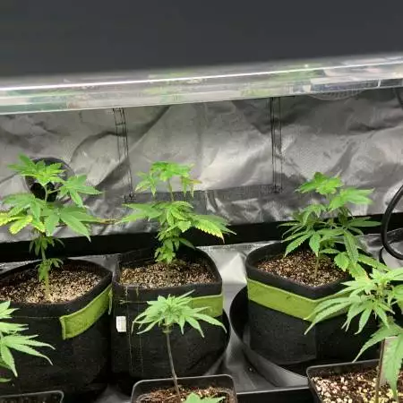 OG Cuts Grow