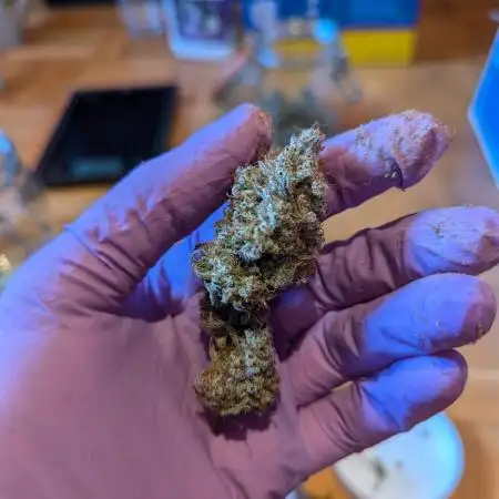 Oreoz x cookies by Mephisto 🍪