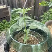 Auto THC Victory Dutch Passion 3rdSummer