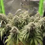Milky Way F1 Royal Queen Seeds