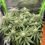 Milky Way F1 Royal Queen Seeds