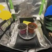 Sensi Seeds Himalayan CBD