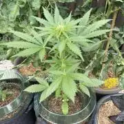 CBD Auto 1:1 FastBuds 3rd Summer