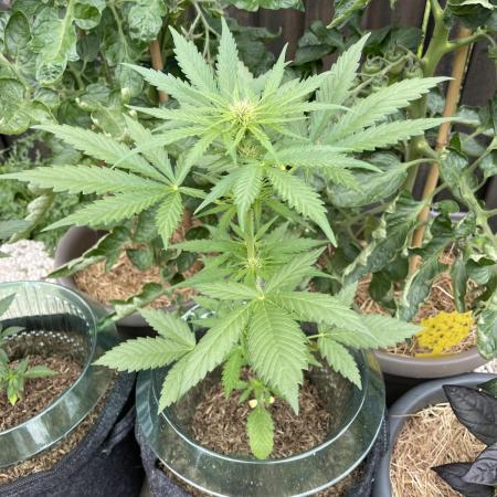 CBD Auto 1:1 FastBuds 3rd Summer