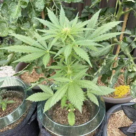 CBD Auto 1:1 FastBuds 3rd Summer