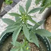 Auto THC Victory Dutch Passion 3rdSummer
