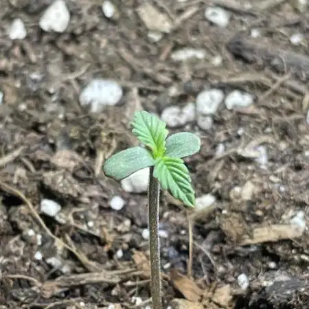 Dutch Passion Auto THC Victory 2ndODRun