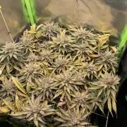 Sensi Seeds Himalayan CBD 4th indoor run