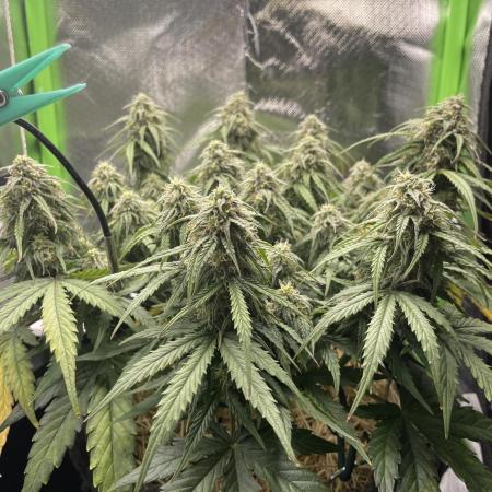 Milky Way F1 Royal Queen Seeds