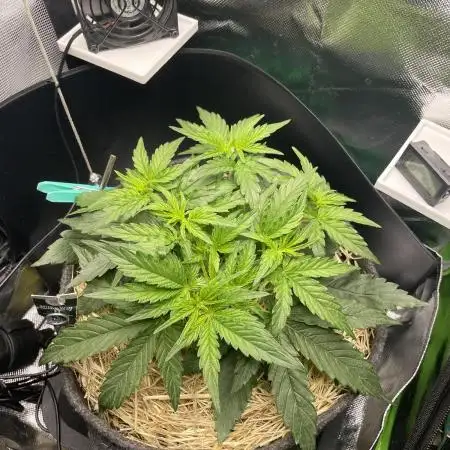 Milky Way F1 Royal Queen Seeds