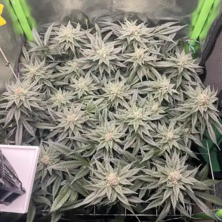Sensi Seeds Himalayan CBD 4th indoor run