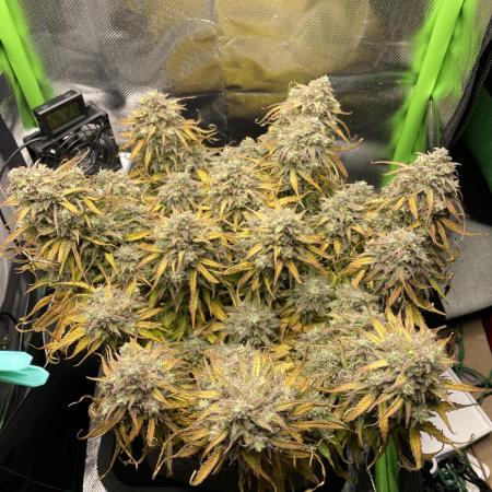 Milky Way F1 Royal Queen Seeds