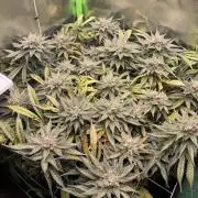 Sensi Seeds Himalayan CBD 4th indoor run