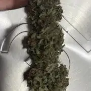 Sensi Seeds Himalayan CBD 4th indoor run