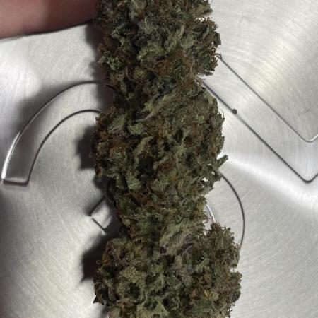 Sensi Seeds Himalayan CBD 4th indoor run