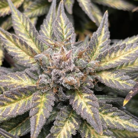 Sensi Seeds Himalayan CBD 4th indoor run