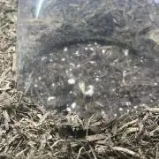 CBD Auto 1:1 FastBuds 3rd Summer