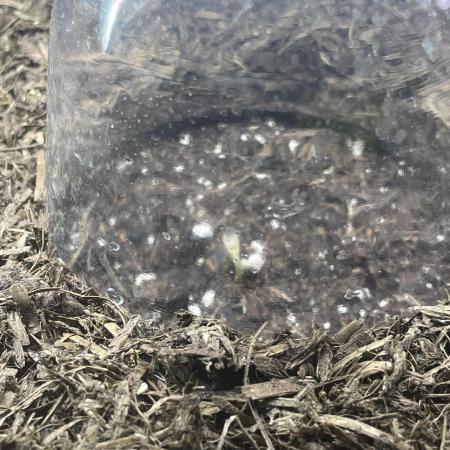 CBD Auto 1:1 FastBuds 3rd Summer