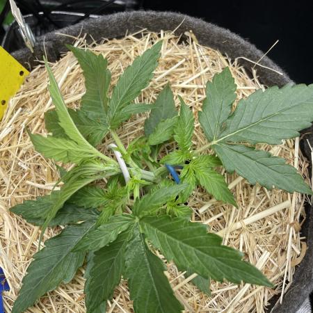 Milky Way F1 Royal Queen Seeds