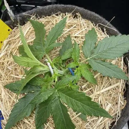 Milky Way F1 Royal Queen Seeds