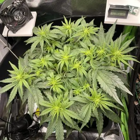 Milky Way F1 Royal Queen Seeds