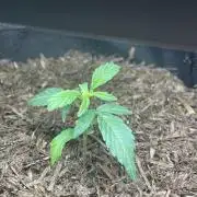 Auto THC Victory Dutch Passion 3rdSummer