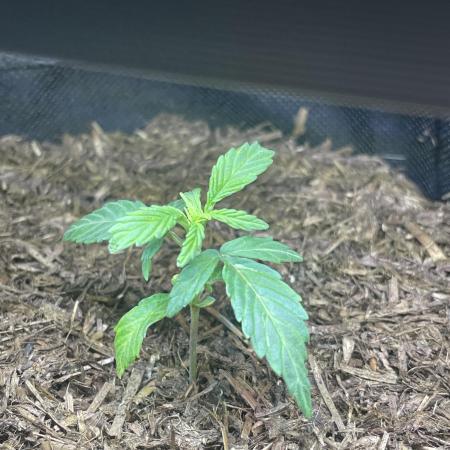 Auto THC Victory Dutch Passion 3rdSummer