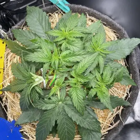 Milky Way F1 Royal Queen Seeds