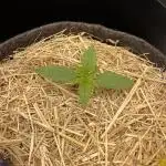 Milky Way F1 Royal Queen Seeds