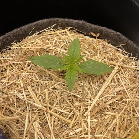 Milky Way F1 Royal Queen Seeds