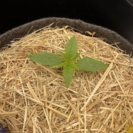 Milky Way F1 Royal Queen Seeds
