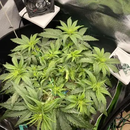 Milky Way F1 Royal Queen Seeds
