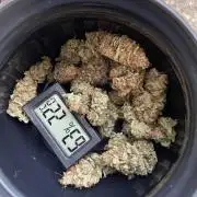Critical Kush by RQS Second Indoor Run