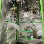 Milky Way F1 Royal Queen Seeds