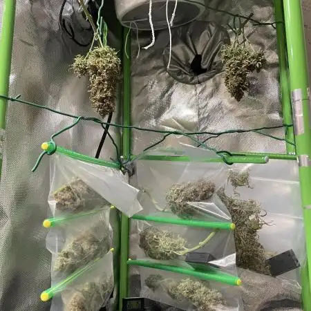 Milky Way F1 Royal Queen Seeds