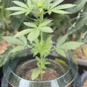 CBD Auto 1:1 FastBuds 3rd Summer