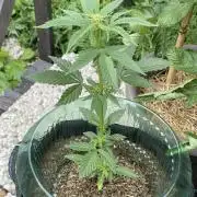 Auto THC Victory Dutch Passion 3rdSummer