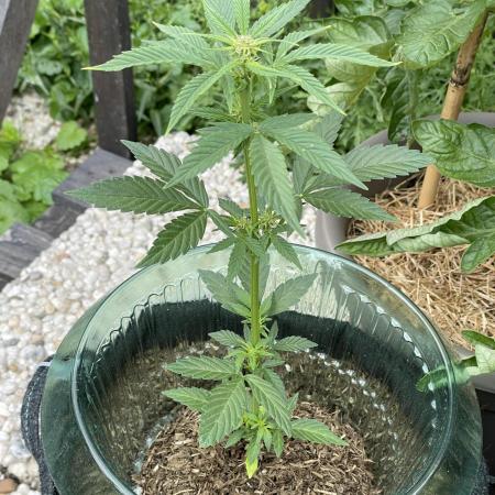 Auto THC Victory Dutch Passion 3rdSummer