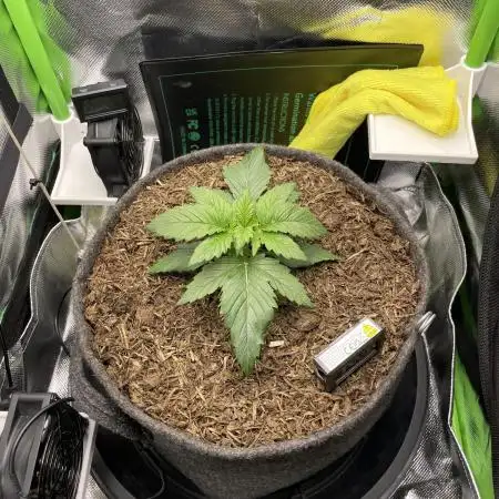 Sensi Seeds Himalayan CBD