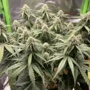 Milky Way F1 Royal Queen Seeds