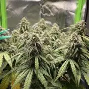 Milky Way F1 Royal Queen Seeds
