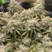 Milky Way F1 Royal Queen Seeds