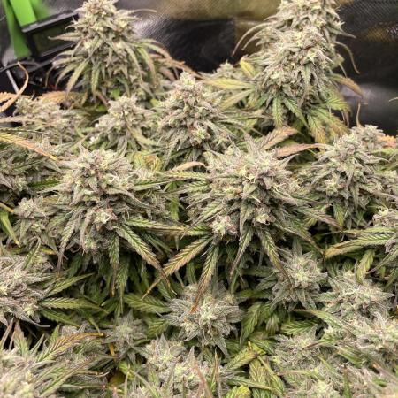 Milky Way F1 Royal Queen Seeds