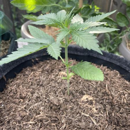 CBD Auto 1:1 FastBuds 3rd Summer