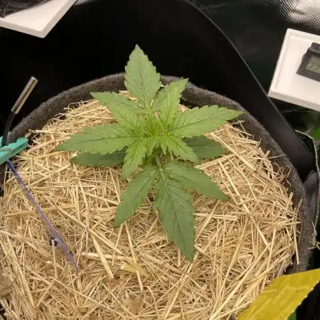 Milky Way F1 Royal Queen Seeds