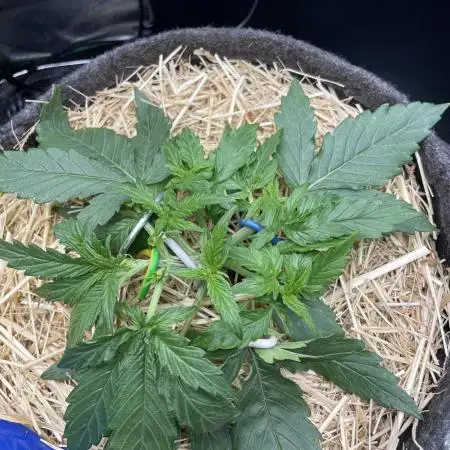 Milky Way F1 Royal Queen Seeds