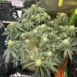 Milky Way F1 Royal Queen Seeds