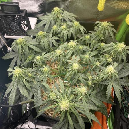 Milky Way F1 Royal Queen Seeds